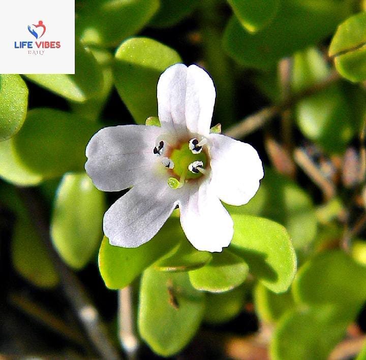 Bacopa Monnieri